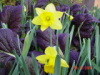 Daffodils and Red Mustard