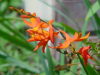 Firecracker Lily
